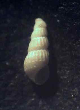 Chrysallida emaciata juv.